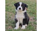 Border Collie Puppy for sale in Brooklyn, CT, USA