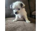 Shorkie Tzu Puppy for sale in Kutztown, PA, USA