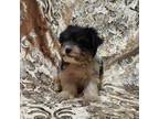 Yorkshire Terrier Puppy for sale in Boones Mill, VA, USA