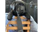 Labrador Retriever Puppy for sale in Middlebury, IN, USA