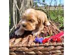 Cocker Spaniel Puppy for sale in Lagrange, IN, USA