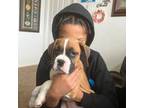 Boxer Puppy for sale in Damascus, OR, USA