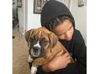 Boxer Puppy for sale in Damascus, OR, USA