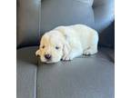 Golden Retriever Puppy for sale in Ocala, FL, USA