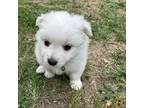 American Eskimo Dog Puppy for sale in Austin, TX, USA