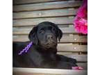 Labrador Retriever Puppy for sale in Anderson, SC, USA