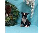 Boston Terrier Puppy for sale in Nappanee, IN, USA