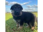 German Shepherd Dog Puppy for sale in Needville, TX, USA