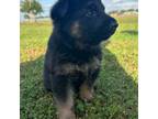 German Shepherd Dog Puppy for sale in Needville, TX, USA