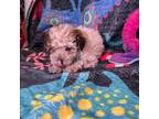 Poodle (Toy) Puppy for sale in Yonkers, NY, USA