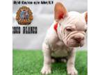 French Bulldog Puppy for sale in Plano, IL, USA