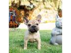 French Bulldog Puppy for sale in Plano, IL, USA