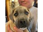Cane Corso Puppy for sale in White House, TN, USA