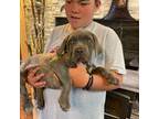 Cane Corso Puppy for sale in White House, TN, USA