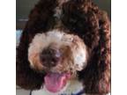 Saint Berdoodle Puppy for sale in Woodbridge, VA, USA