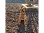 Labrador Retriever Puppy for sale in Show Low, AZ, USA