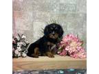 Cavalier King Charles Spaniel Puppy for sale in Nappanee, IN, USA