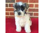 Schnauzer (Miniature) Puppy for sale in Yadkinville, NC, USA
