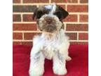 Schnauzer (Miniature) Puppy for sale in Yadkinville, NC, USA