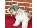 Schnauzer (Miniature) Puppy for sale in Yadkinville, NC, USA