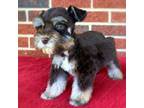 Schnauzer (Miniature) Puppy for sale in Yadkinville, NC, USA