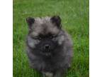 Keeshond Puppy for sale in Rossville, IN, USA