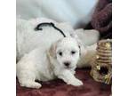 Coton de Tulear Puppy for sale in Westfield, NC, USA