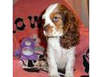 Cocker Spaniel Puppy for sale in Woonsocket, RI, USA