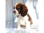 Cocker Spaniel Puppy for sale in Woonsocket, RI, USA