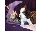 Cocker Spaniel Puppy for sale in Woonsocket, RI, USA