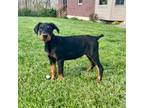 Doberman Pinscher Puppy for sale in Walton, KY, USA