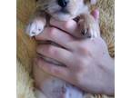 Shih-Poo Puppy for sale in Greenville, FL, USA