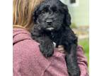 Aussiedoodle Puppy for sale in Coulee City, WA, USA