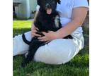 Aussiedoodle Puppy for sale in Coulee City, WA, USA