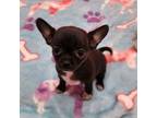 Chihuahua Puppy for sale in Goodyear, AZ, USA