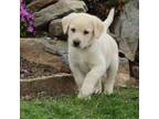 Labrador Retriever Puppy for sale in Willard, WI, USA