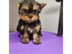 Yorkshire Terrier Puppy for sale in Ellington, MO, USA