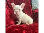 French Bulldog Puppy for sale in Eastvale, CA, USA