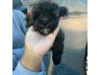 Shih-Poo Puppy for sale in Charlotte, NC, USA