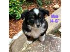 Miniature Australian Shepherd Puppy for sale in Greensboro, NC, USA