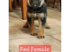 Red Female Puppy