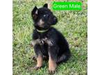 Green Male Puppy