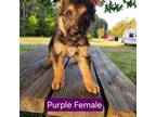 Purple Female Puppy