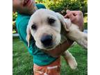 Labrador Retriever Puppy for sale in Travelers Rest, SC, USA