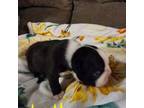 Boston Terrier Puppy for sale in Yuma, CO, USA
