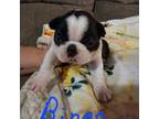 Boston Terrier Puppy for sale in Yuma, CO, USA