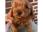 Mutt Puppy for sale in Pennsauken, NJ, USA
