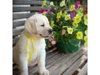 Labrador Retriever Puppy for sale in Anderson, SC, USA