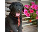 Labrador Retriever Puppy for sale in Anderson, SC, USA