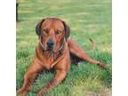 Rhodesian Ridgeback Puppy for sale in Bluffton, OH, USA